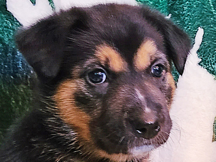chinook puppy